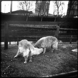 Sheep grazing on field