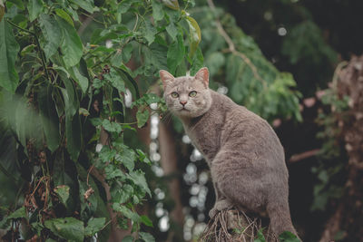 Cat looking away