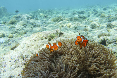 View of fish swimming in sea