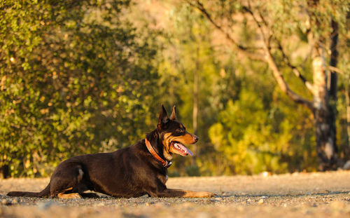 Dog lying outdoors