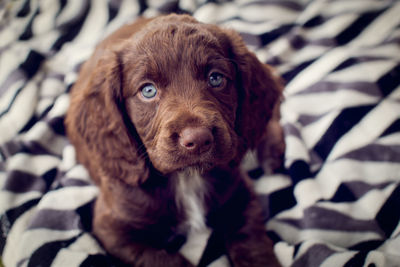 Close-up portrait of dog