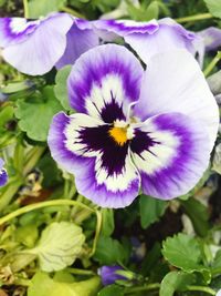 Close-up of purple flower blooming outdoors