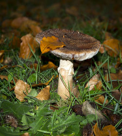 Close-up of fly agaric mushroom