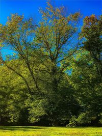 Trees on field against clear blue sky