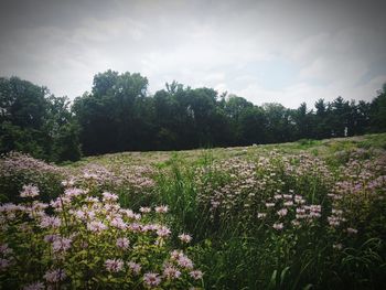 View of flowers growing in field