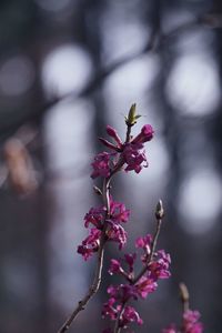 Close-up of pink cherry blossoms