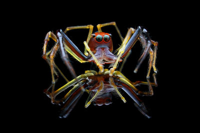 Close-up of spider on black background