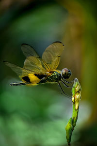 Close-up of insect on leaf