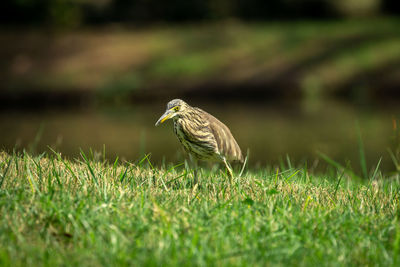 Side view of a bird on land