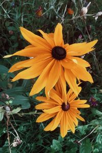 Close-up of yellow flower blooming in field