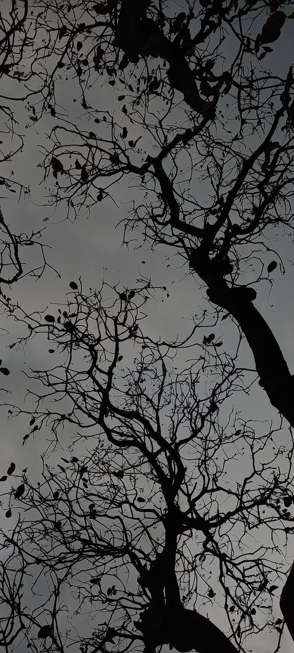 black and white, tree, branch, silhouette, monochrome, monochrome photography, sky, plant, low angle view, bare tree, nature, no people, darkness, beauty in nature, outdoors, tranquility, leaf, black, dusk, scenics - nature