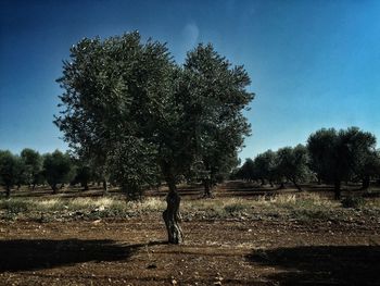 Trees on field against sky