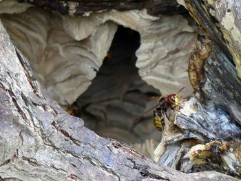 Full frame shot of tree trunk