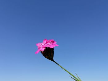 Close-up of pink flowering plant against blue sky