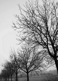 Low angle view of bare tree against sky