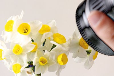 Close-up of yellow flower over white background