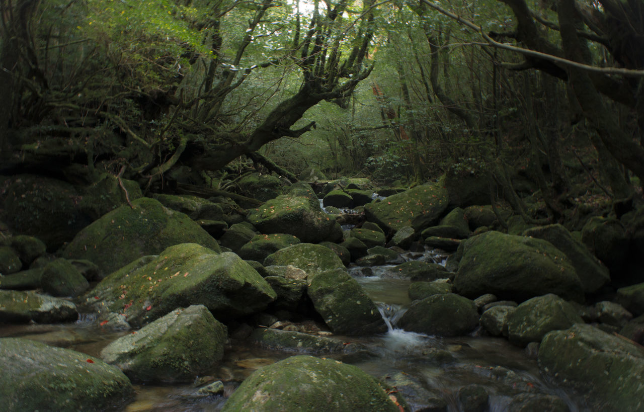 SCENIC VIEW OF RIVER FLOWING IN FOREST