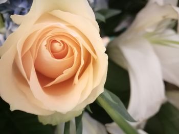 Close-up of rose bouquet