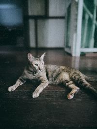 Portrait of cat lying on floor