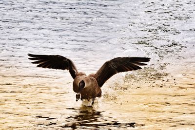 View of birds in sea