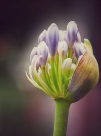 Close-up of flowers against blurred background