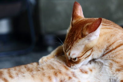 Close-up of a cat