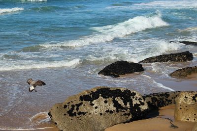 View of seagull beach