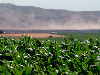 Close-up of fresh green field against sky