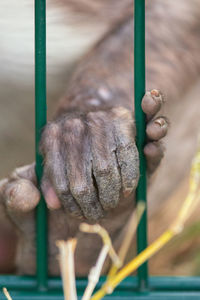 Close-up of monkey hand