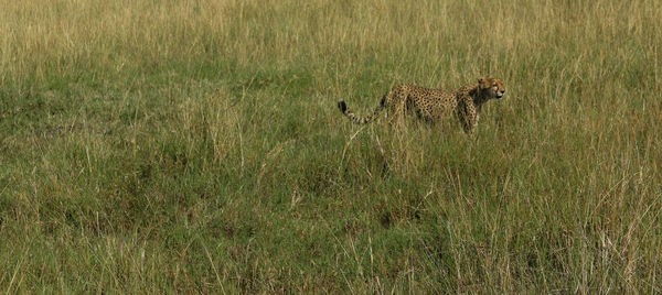Cheetah hiding in tall grass