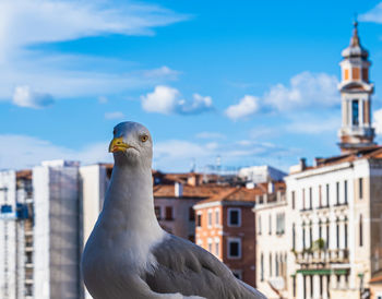 Beautiful view of a seagull's head with venice in the background.
