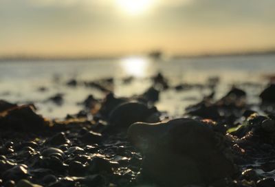 Close-up of rocks at beach during sunset