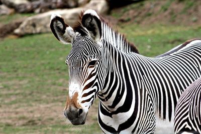 Zebra standing on field