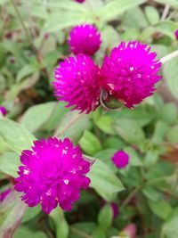 Close-up of pink flowers blooming outdoors