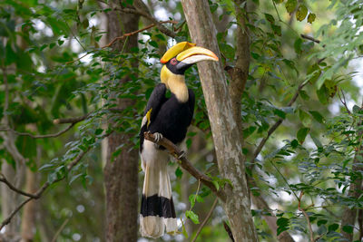 Bird perching on a tree