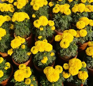 High angle view of yellow flowers