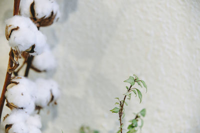 Close-up of cotton plant by wall