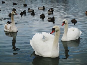 Swans swimming in lake