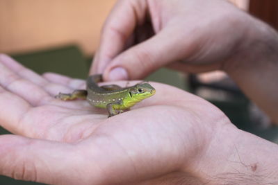 Close-up of hand holding lizard