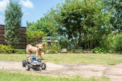 Playful dog with toy car in back yard