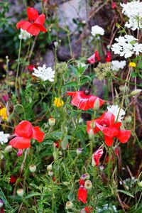 High angle view of red flowering plants on field