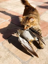 High angle view of cat with bird