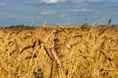 Ears of wheat in the field