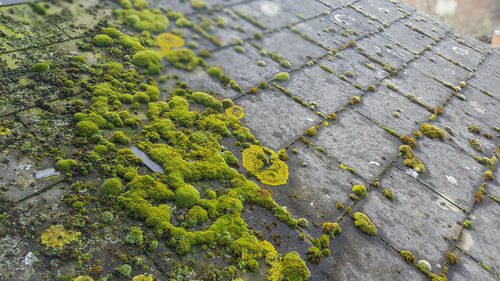 Full frame shot of cobblestone