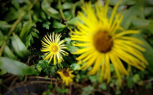 Close-up of yellow flower blooming outdoors