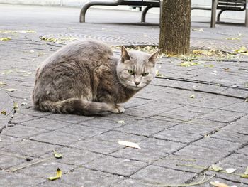 Portrait of cat sitting at pathway