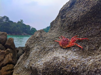 Close-up of crab on rock by sea against sky
