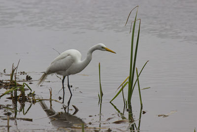 Bird on a lake