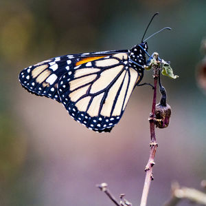 Close-up of butterfly pollinating on flower