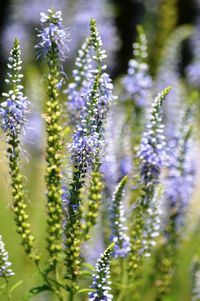 Close-up of purple flowering plants on field